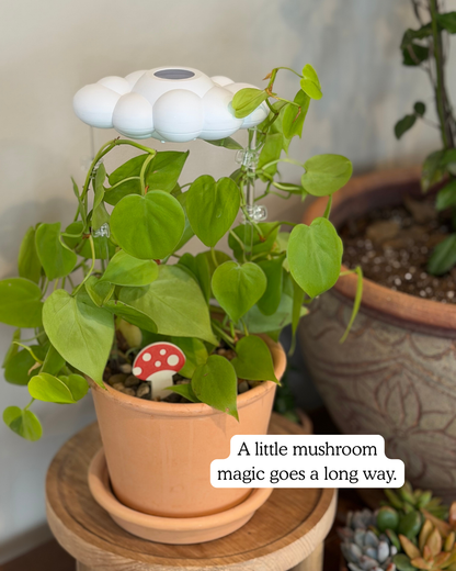 Potted plant with a mushroom plick on a wooden surface, surrounded by other plants.