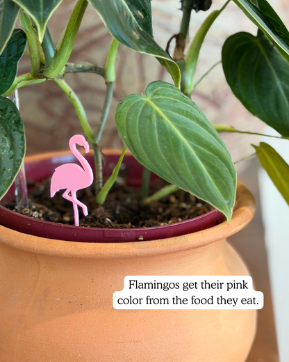 Flamingo Plick