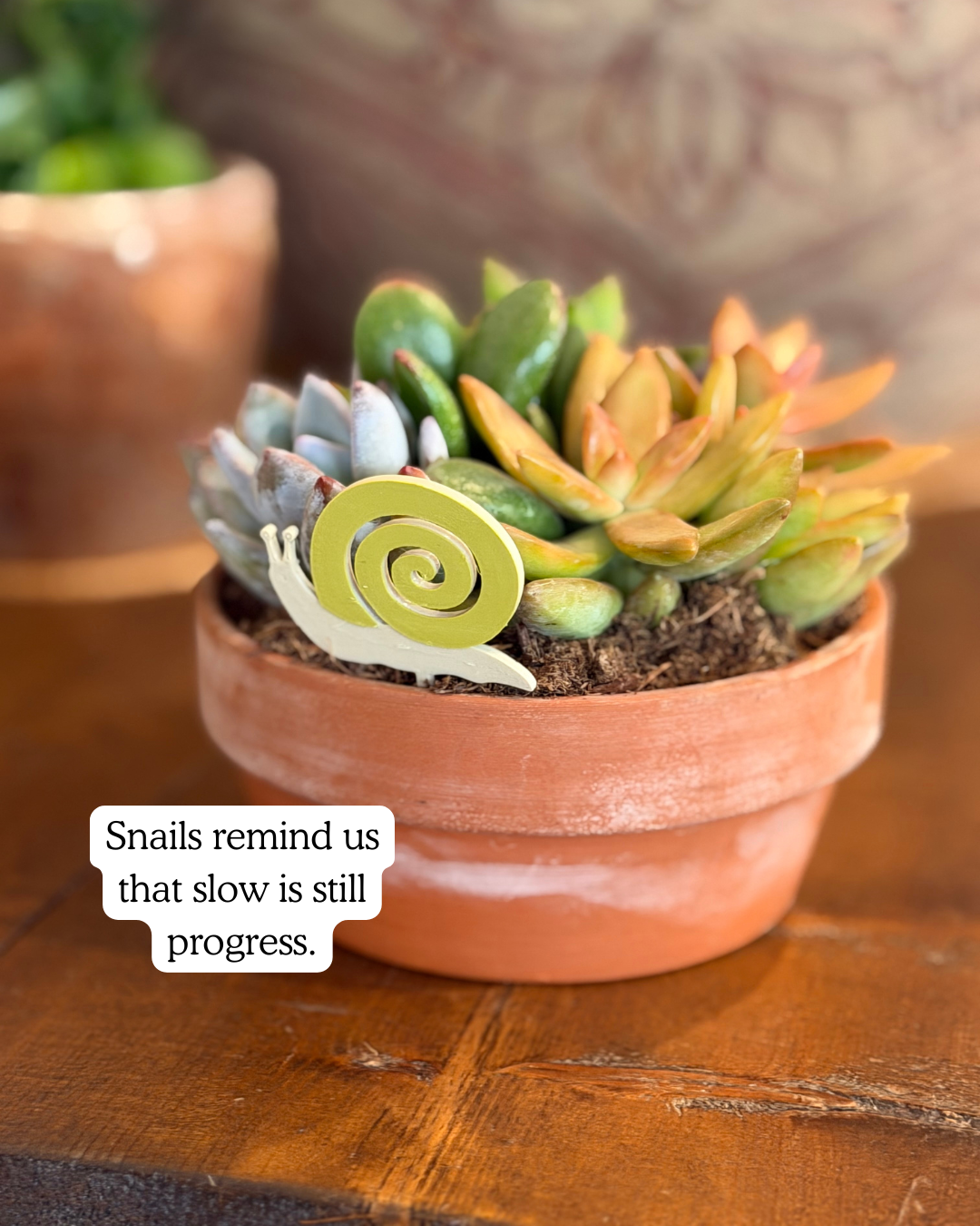 Potted succulent plant with a decorative snail plick on a wooden surface, featuring a motivational quote.