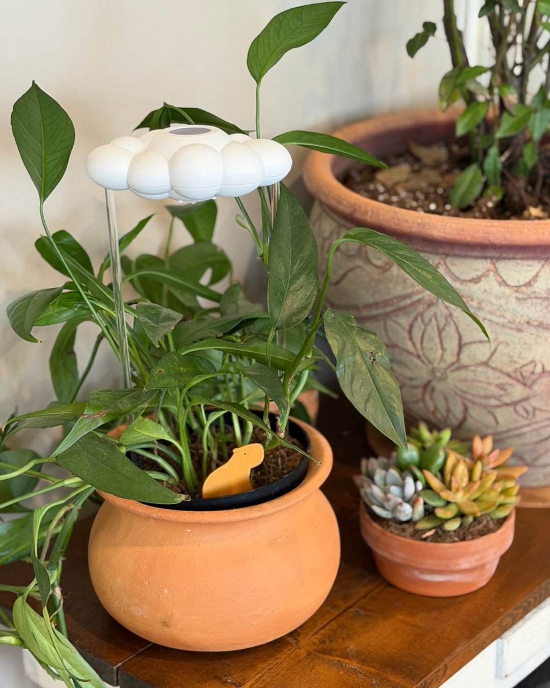 Potted succulents with Capybara Plick and dripping rain cloud, placed on a wooden surface.