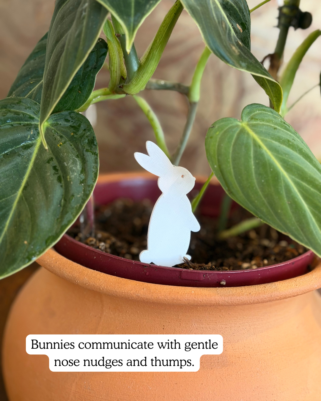 Potted plant with Bunny Plick and text overlay.