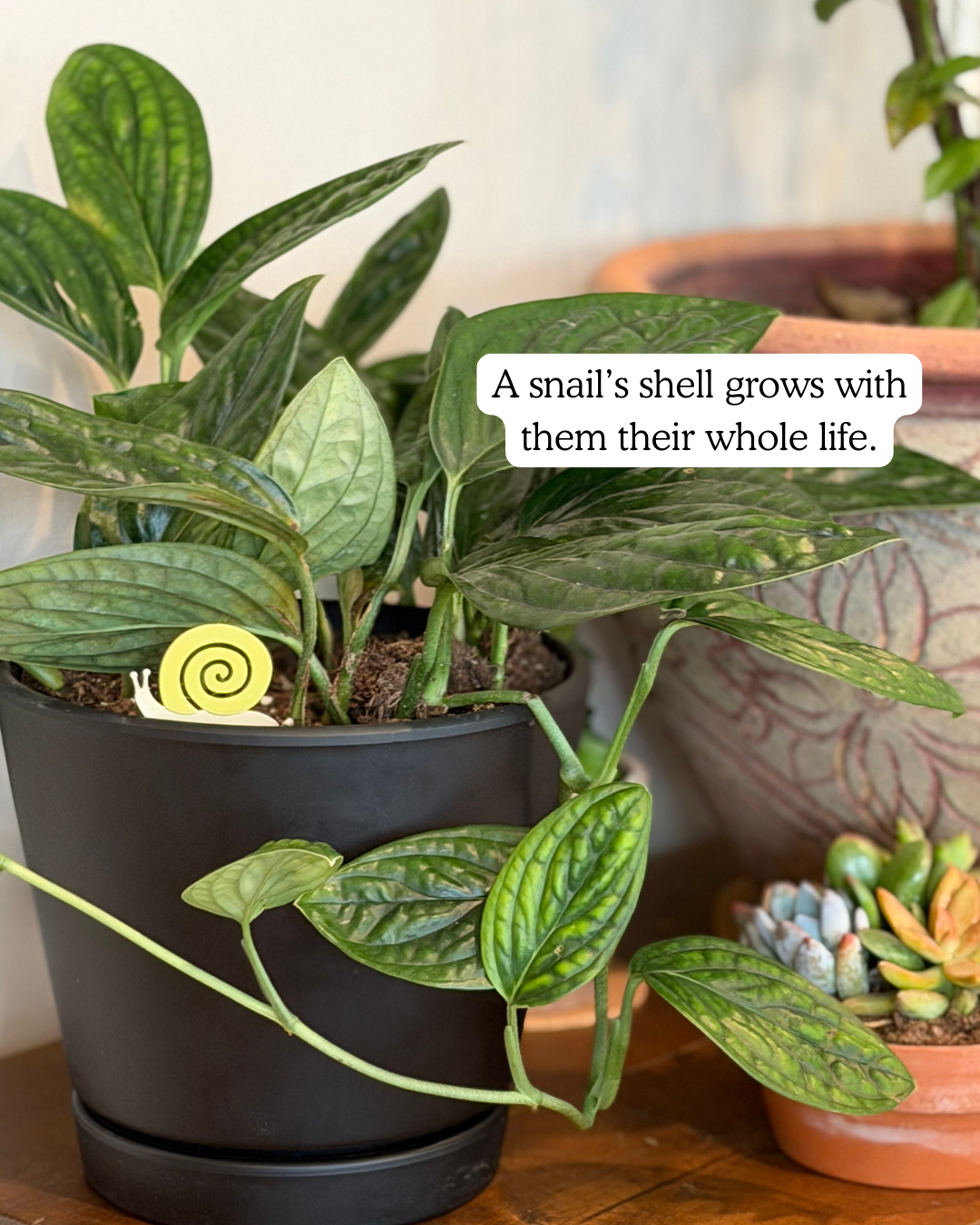 Potted plant with a snail plick and text overlay on a wooden surface.