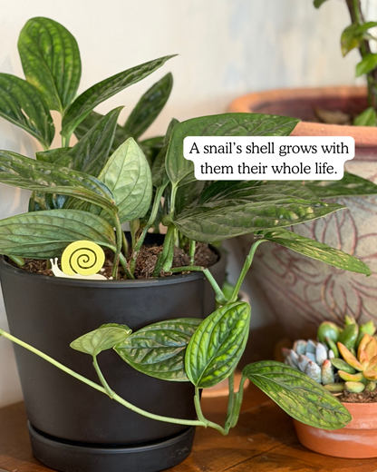 Potted plant with a snail plick and text overlay on a wooden surface.