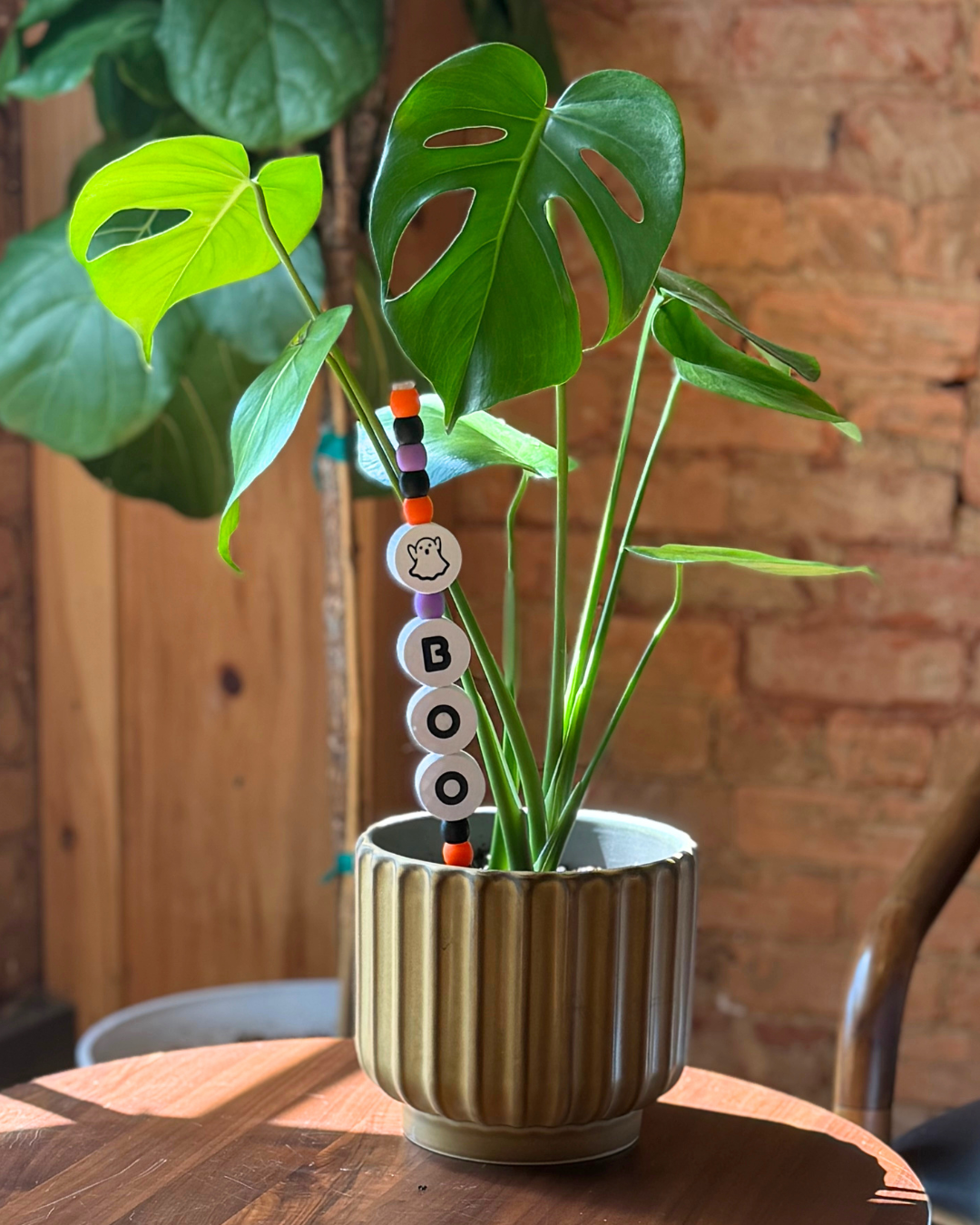 A potted Monstera plant in a ribbed beige ceramic pot, placed on a wooden table in front of a brick wall. Plant Kandi with the word 'BOO' 