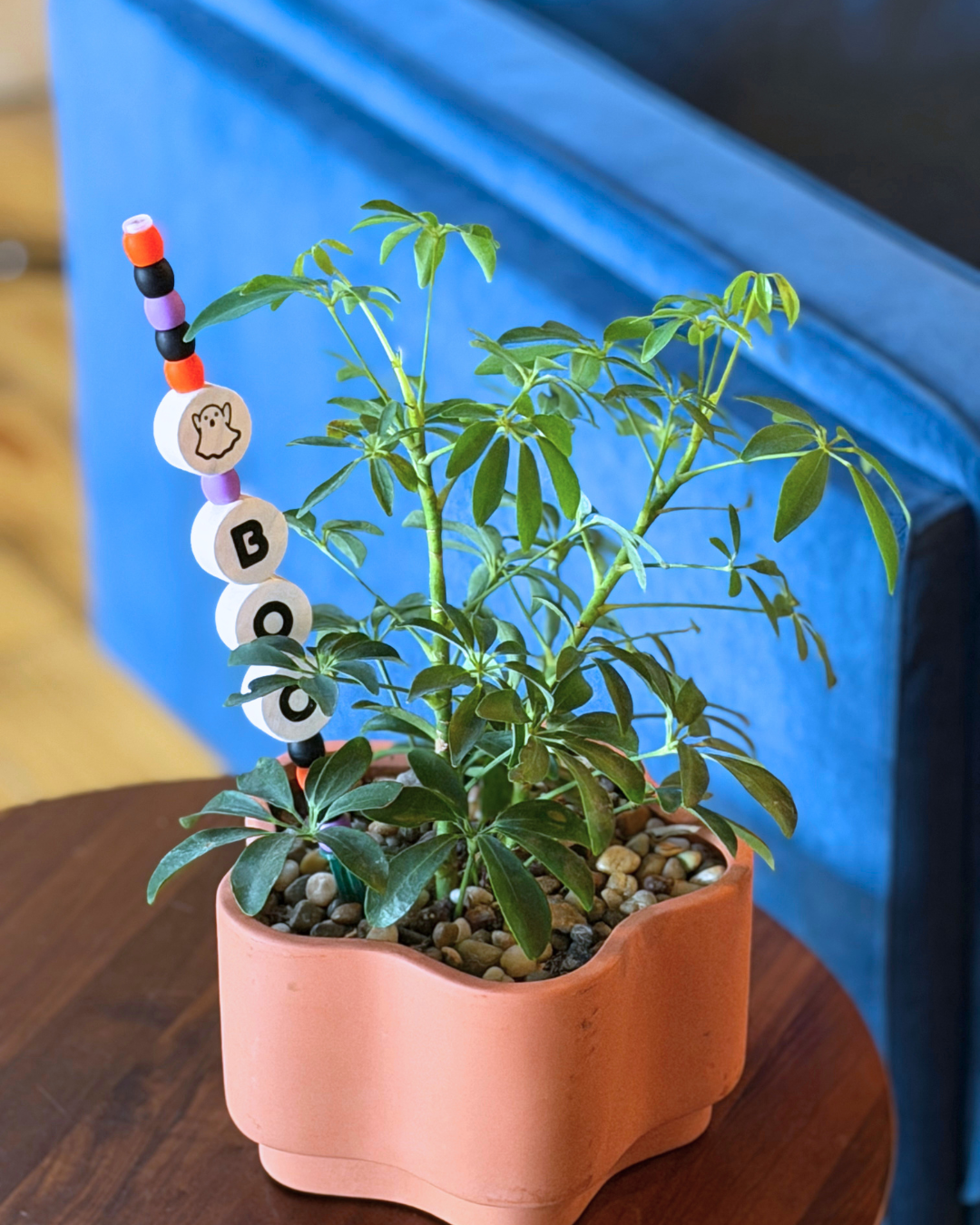 A potted green plant in a terracotta-colored flower pot sits on a wooden table in front of a blue upholstered chair. A colorful decorative Plant Kandi with white letter beads spelling 'BOO' 
