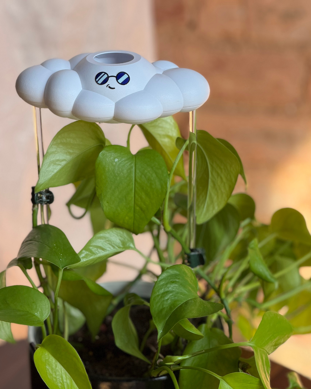 A white cloud-shaped plant waterer with a cute face, mounted on clear stakes above a potted green pothos plant, set against a warm, softly blurred background.