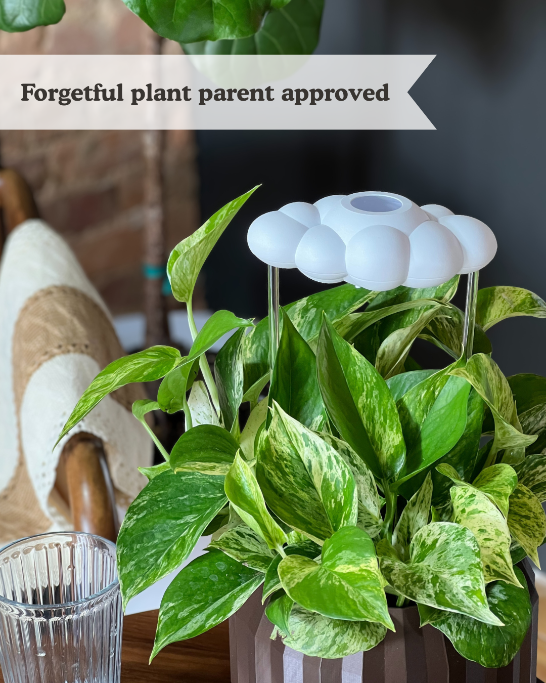 Potted plant with a white dripping rain cloud on a blurred background