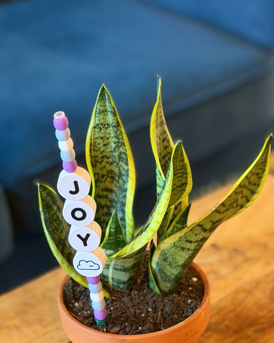 JOY Plant Kandi