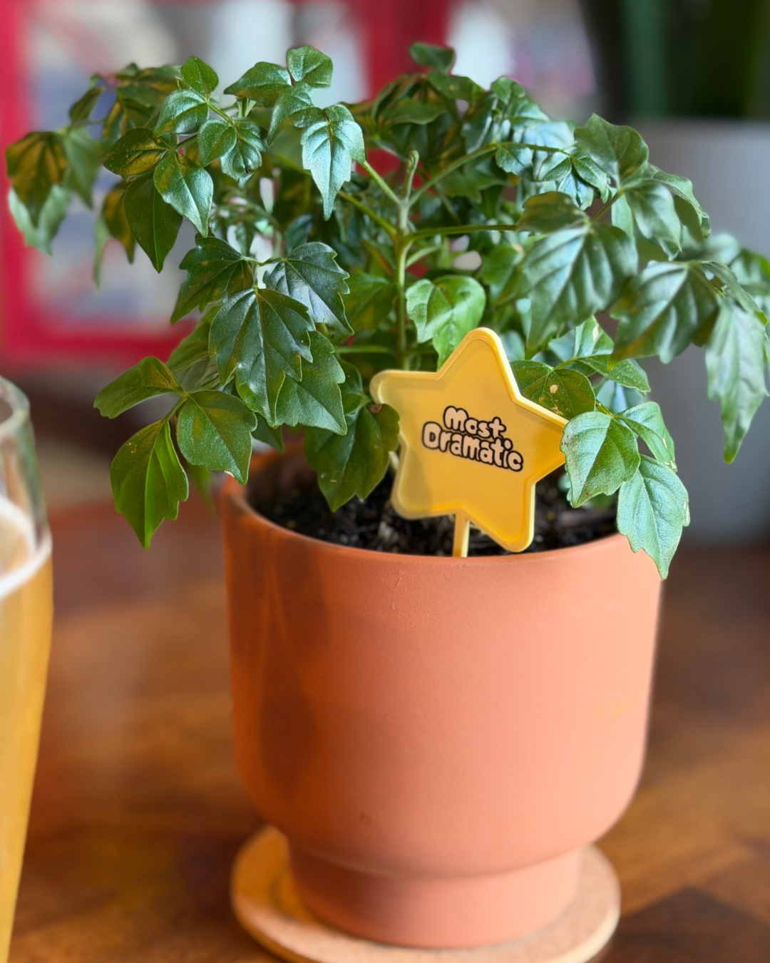 Superlative Plicks for Plants