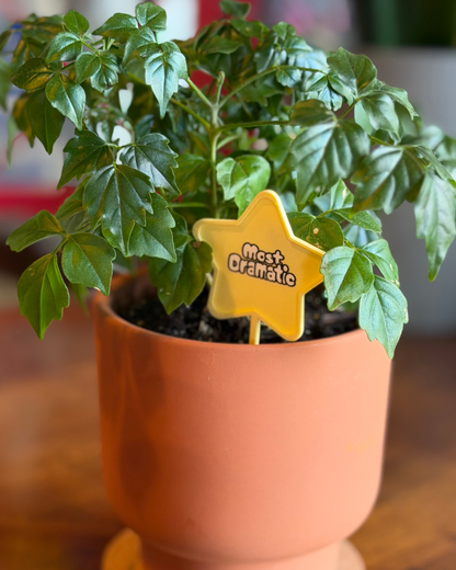 Superlative Plicks for Plants