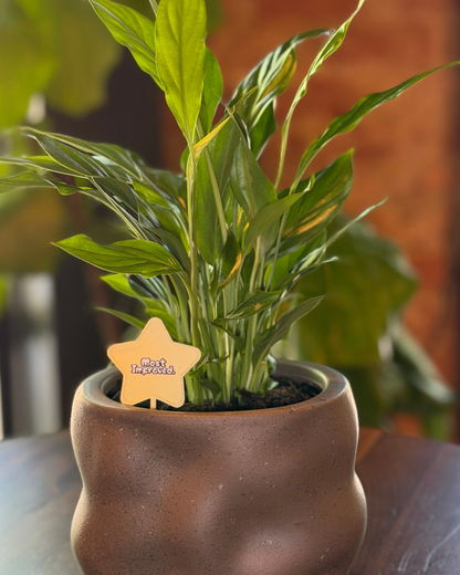 Superlative Plicks for Plants