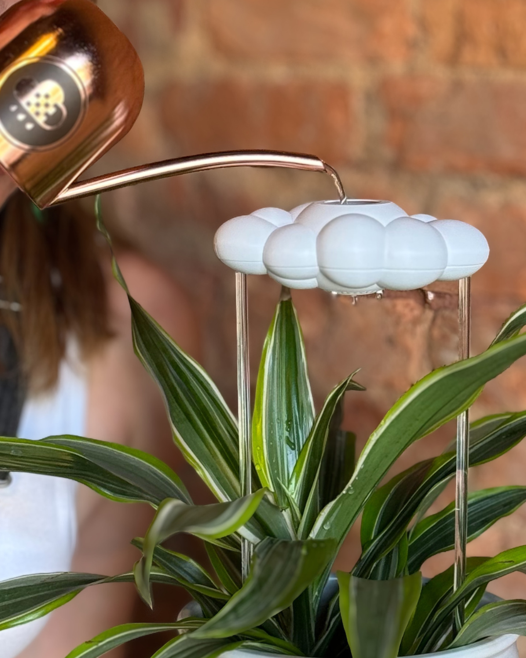 Potted plant with original dripping rain cloud