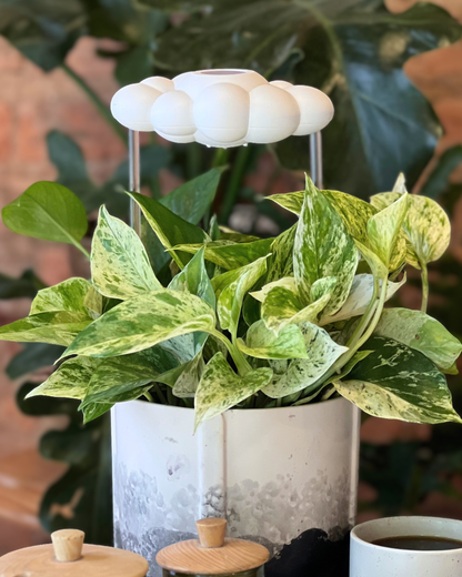 Potted plant with original dripping rain cloud