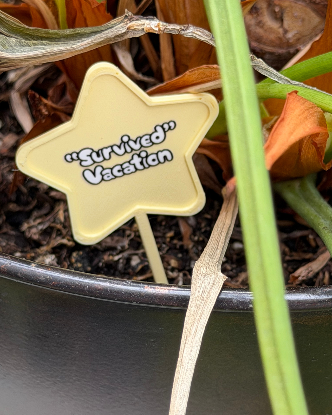 Superlative Plicks for Plants