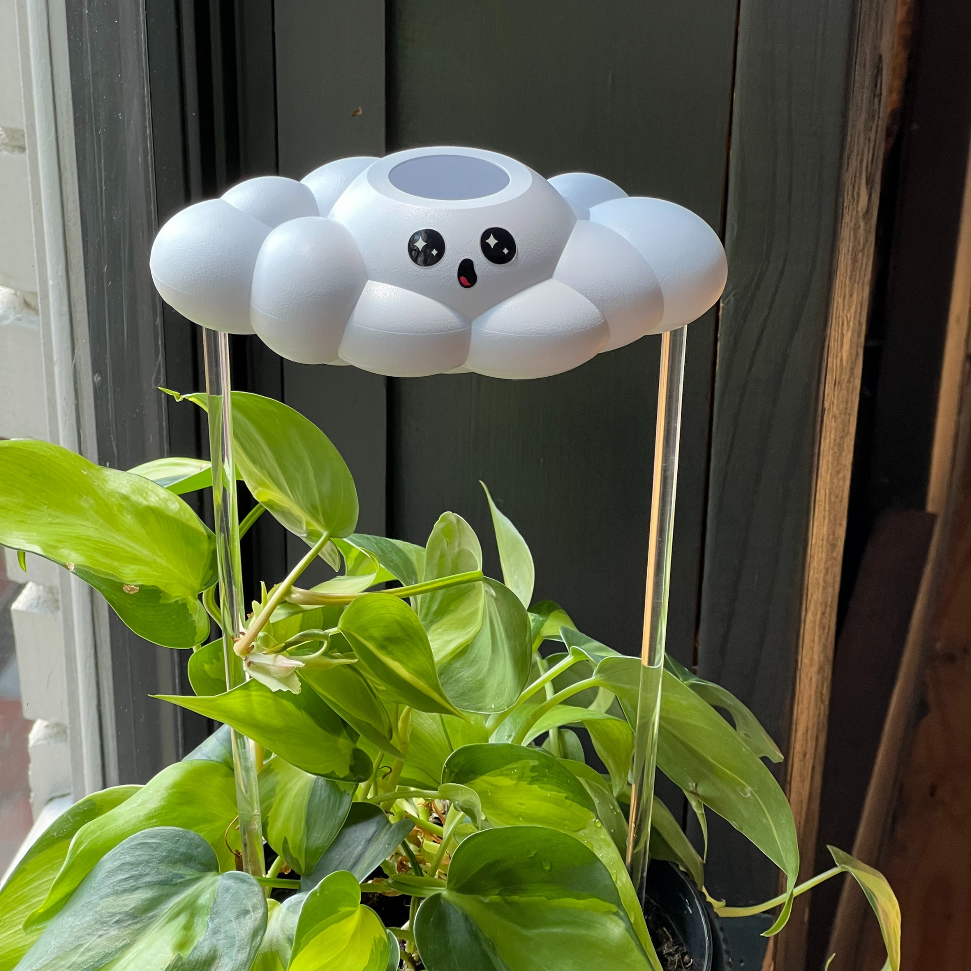 Cosmo the Cloud on top of a potted plant