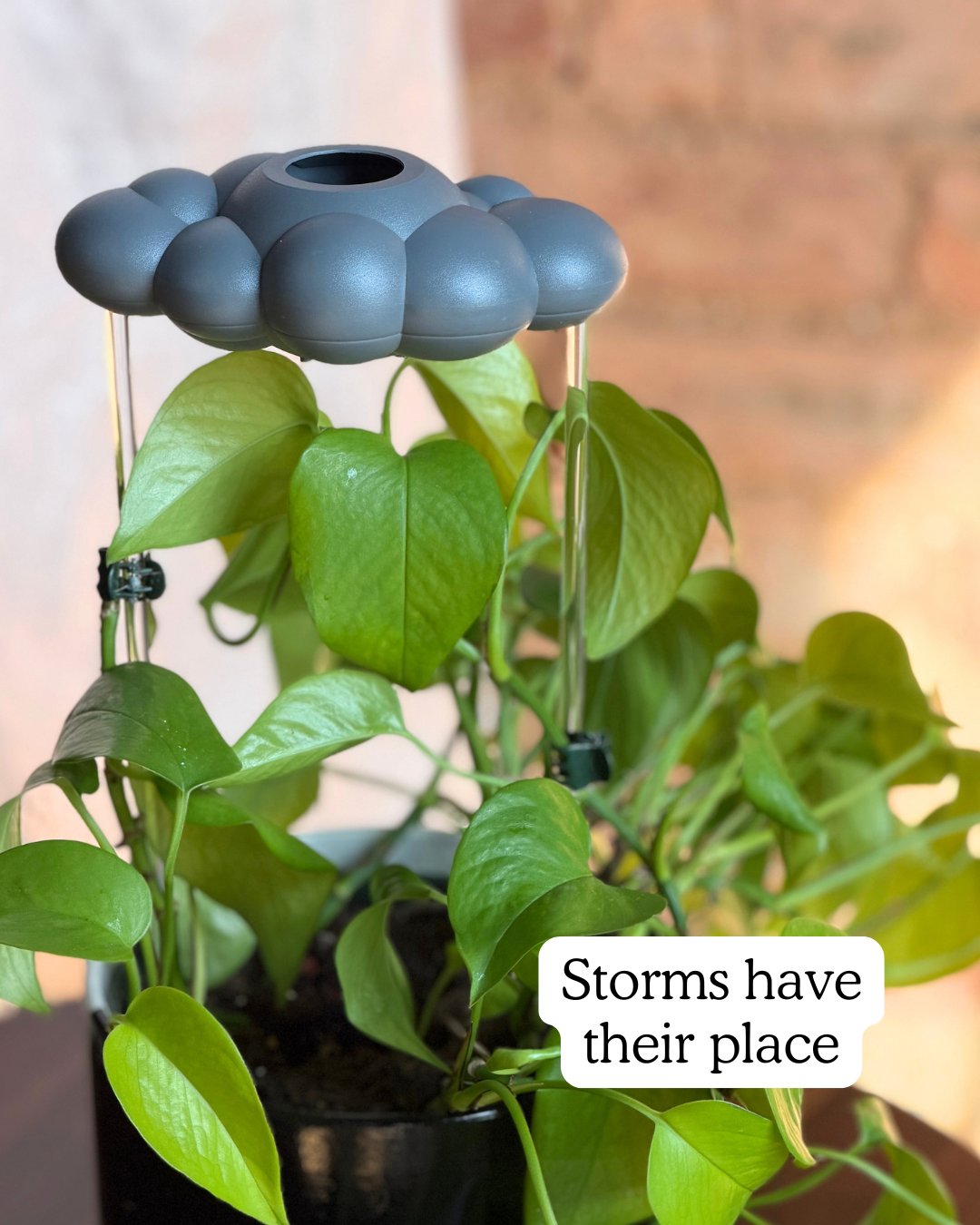 is rain good for indoor plants Stormy Dripping Rain Cloud – The Cloud Makers