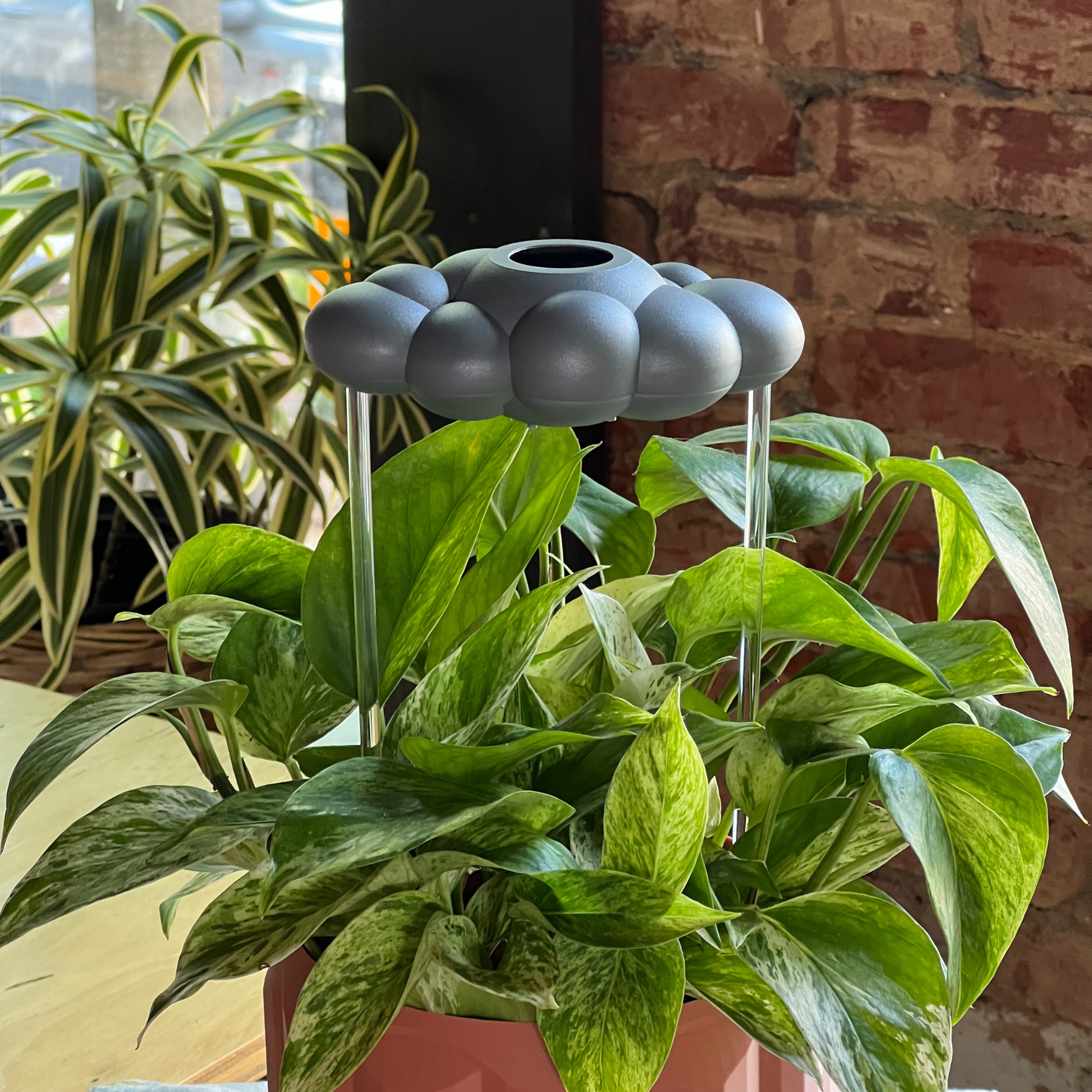 Stormy Dripping Rain Cloud in a potted plant against a brick wall.