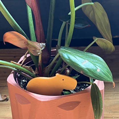 Small potted plant with a Capybara Plick on a wooden surface
