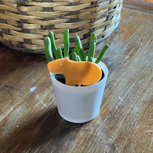 Small potted plant with a Capybara Plick on a wooden surface