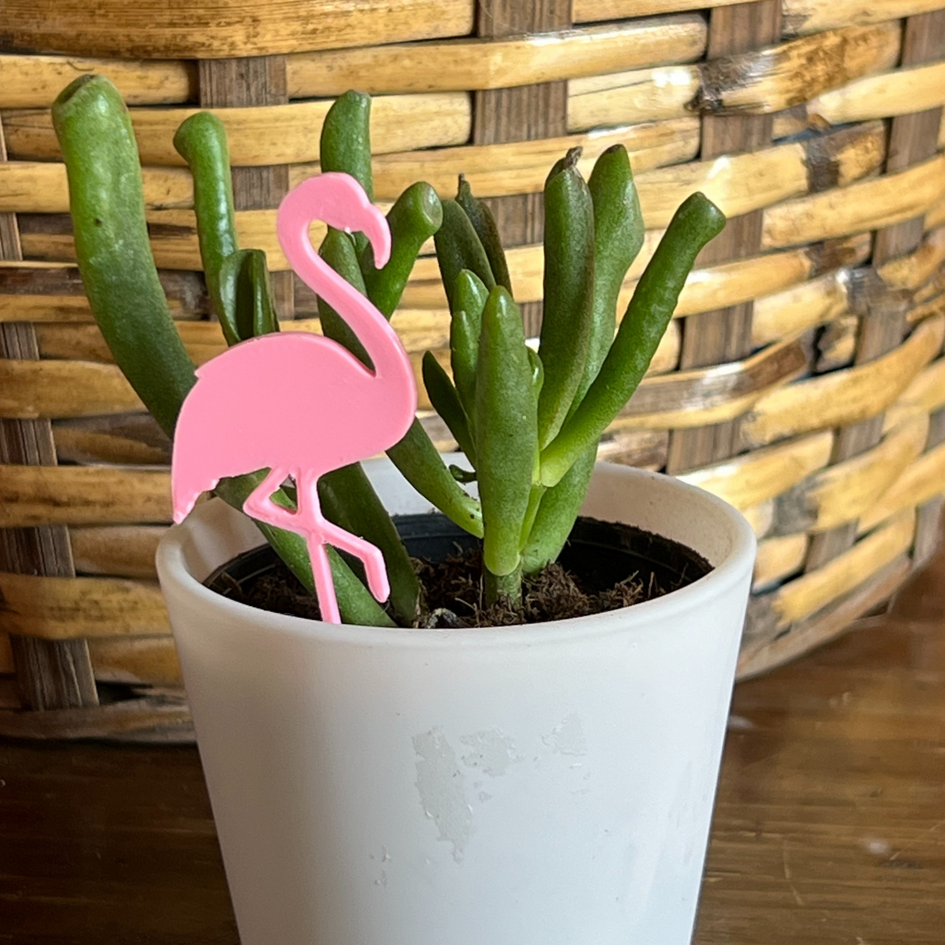 Small potted plant with a Flamingo Plick on a wooden surface