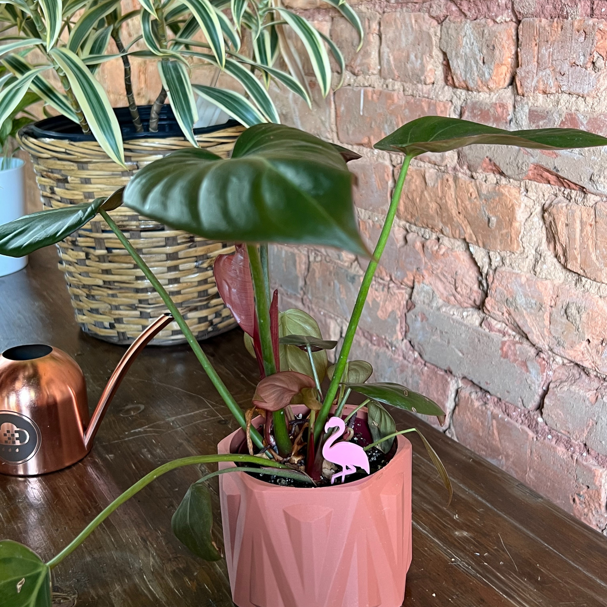 Small potted plant with a Flamingo Plick on a wooden surface in front of a brick wall