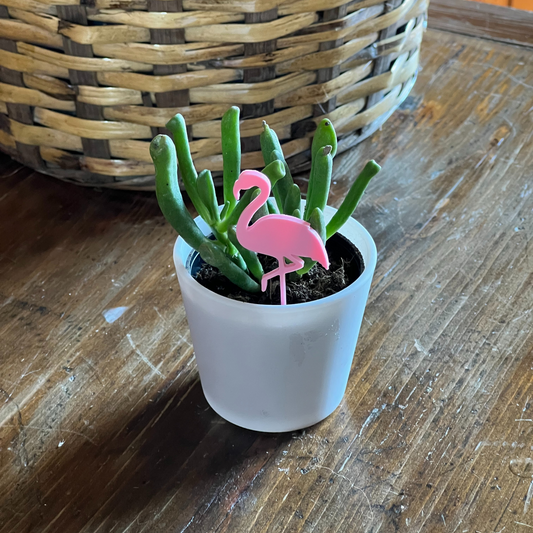 Small potted plant with a Flamingo Plick on a wooden surface