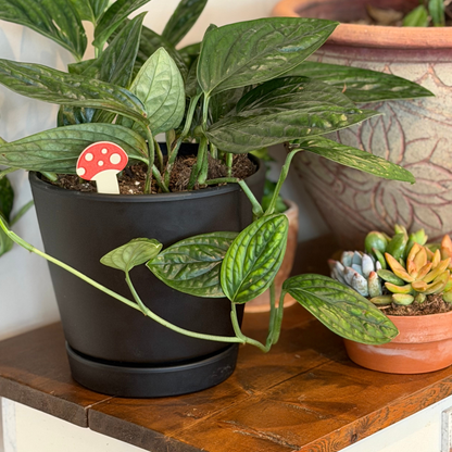 Potted plant with a mushroom plick on a wooden surface