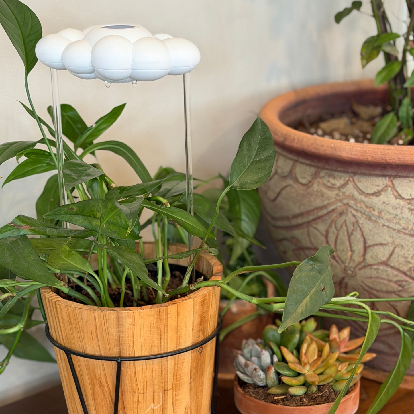 Original Dripping Rain for Retail (Case of 10)
