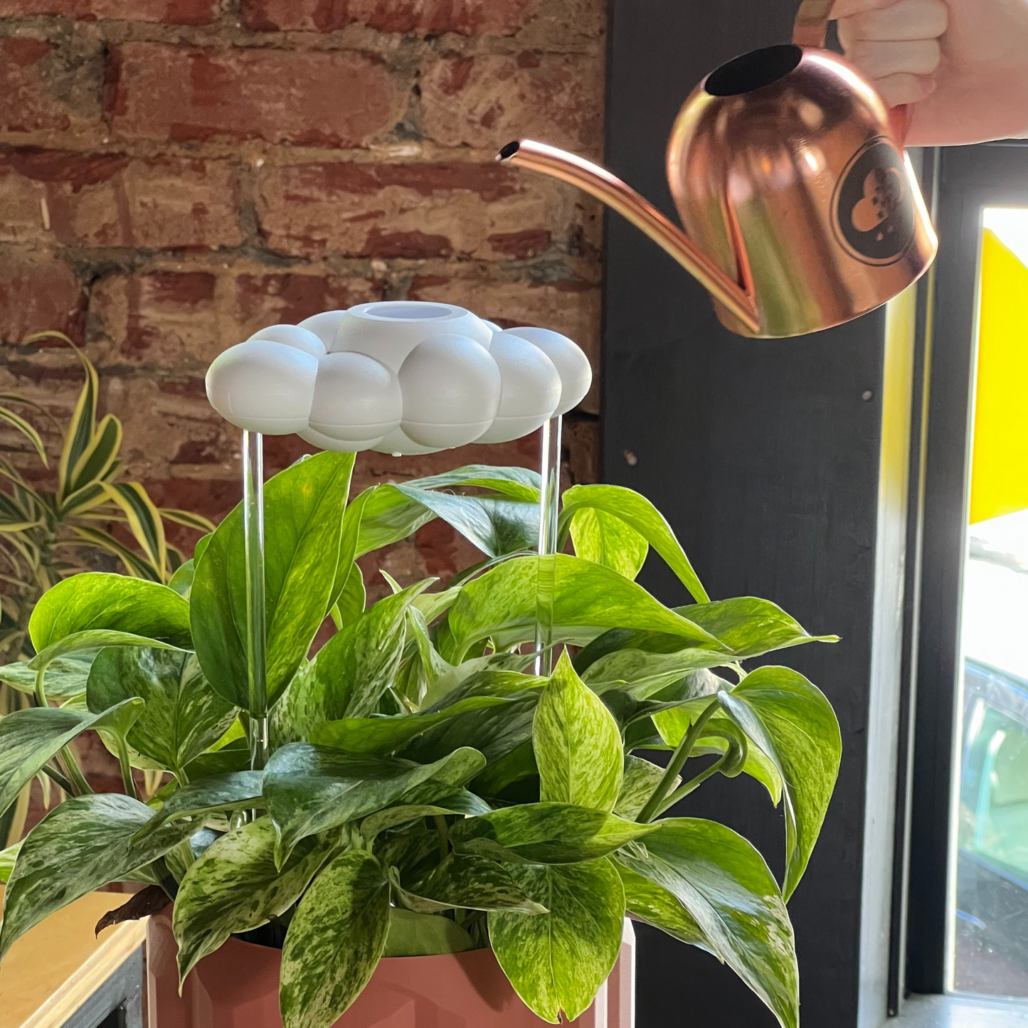 Potted plant being watered with a cloud-shaped watering can against a brick wall.