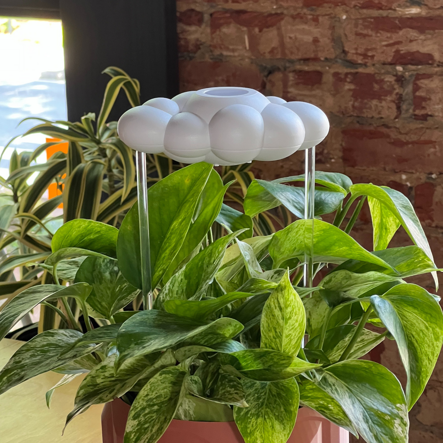 Potted plant with patented original dripping rain cloud against a brick wall.