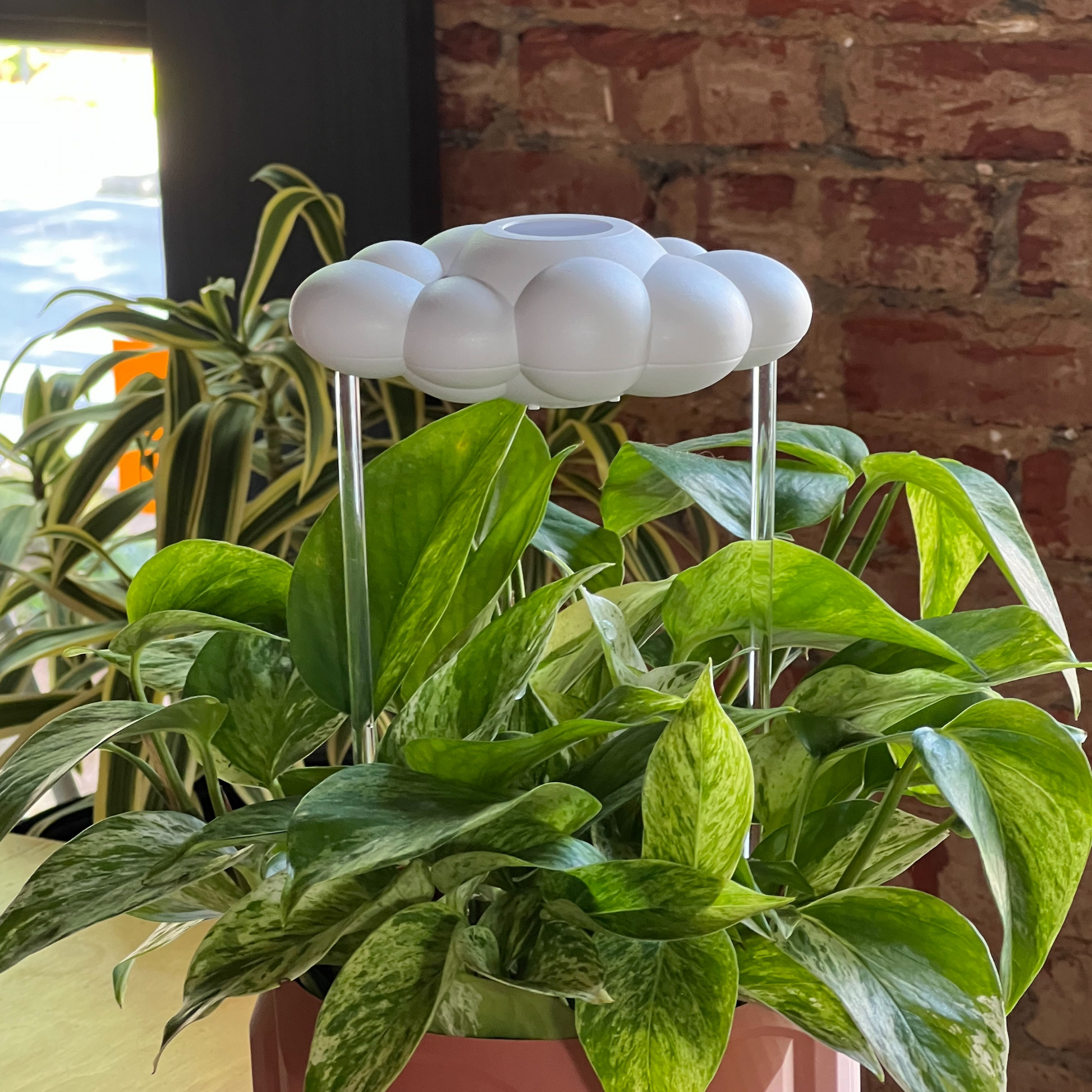 Potted plant with patented original dripping rain cloud against a brick wall.