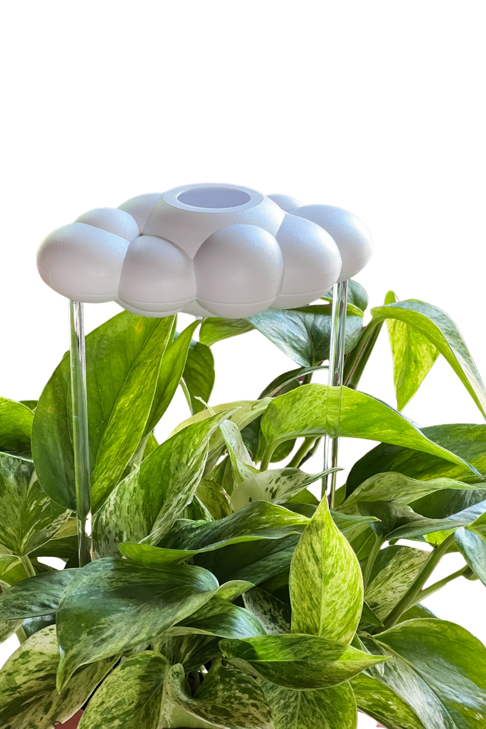 Original dripping rain cloud in green plant on a white background