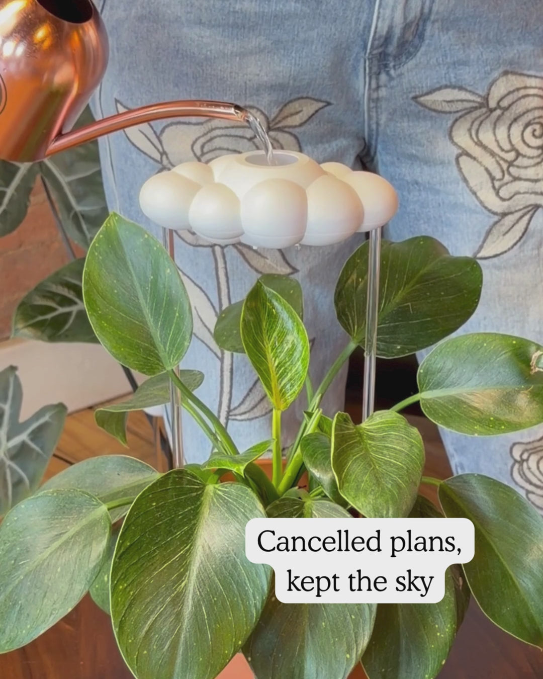 The Original Dripping Rain Cloud by The Cloud Makers watering a houseplant