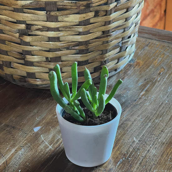 Small potted plant with a Flamingo Plick on a wooden surface