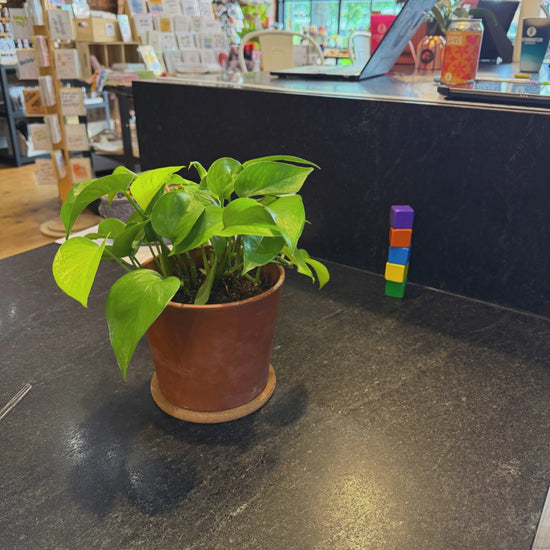 Plant Kandi LOVE stake