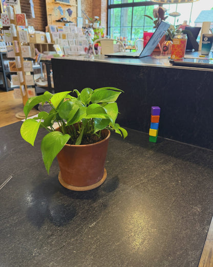 Plant Kandi LOVE stake