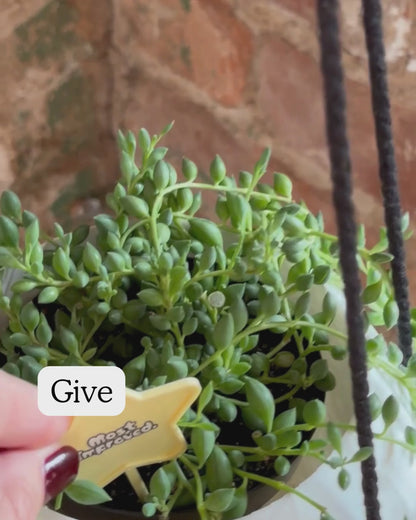Superlative Plicks for Plants