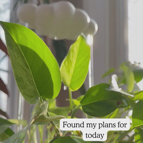 The Original Dripping Rain Cloud shown slwoly dripping on a plant
