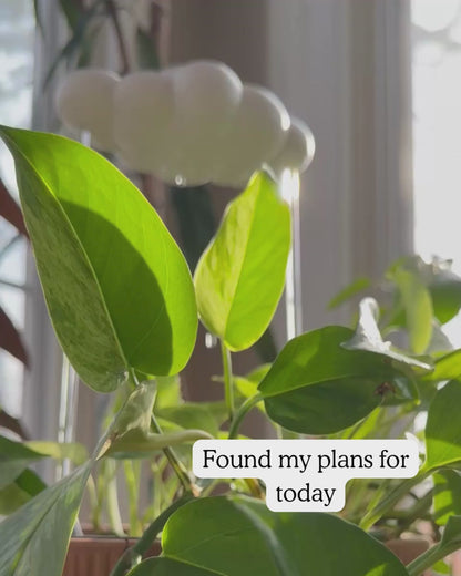 The Original Dripping Rain Cloud shown slwoly dripping on a plant