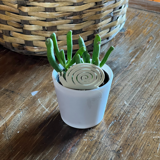 Small potted plant with a snail Plick on a wooden surface