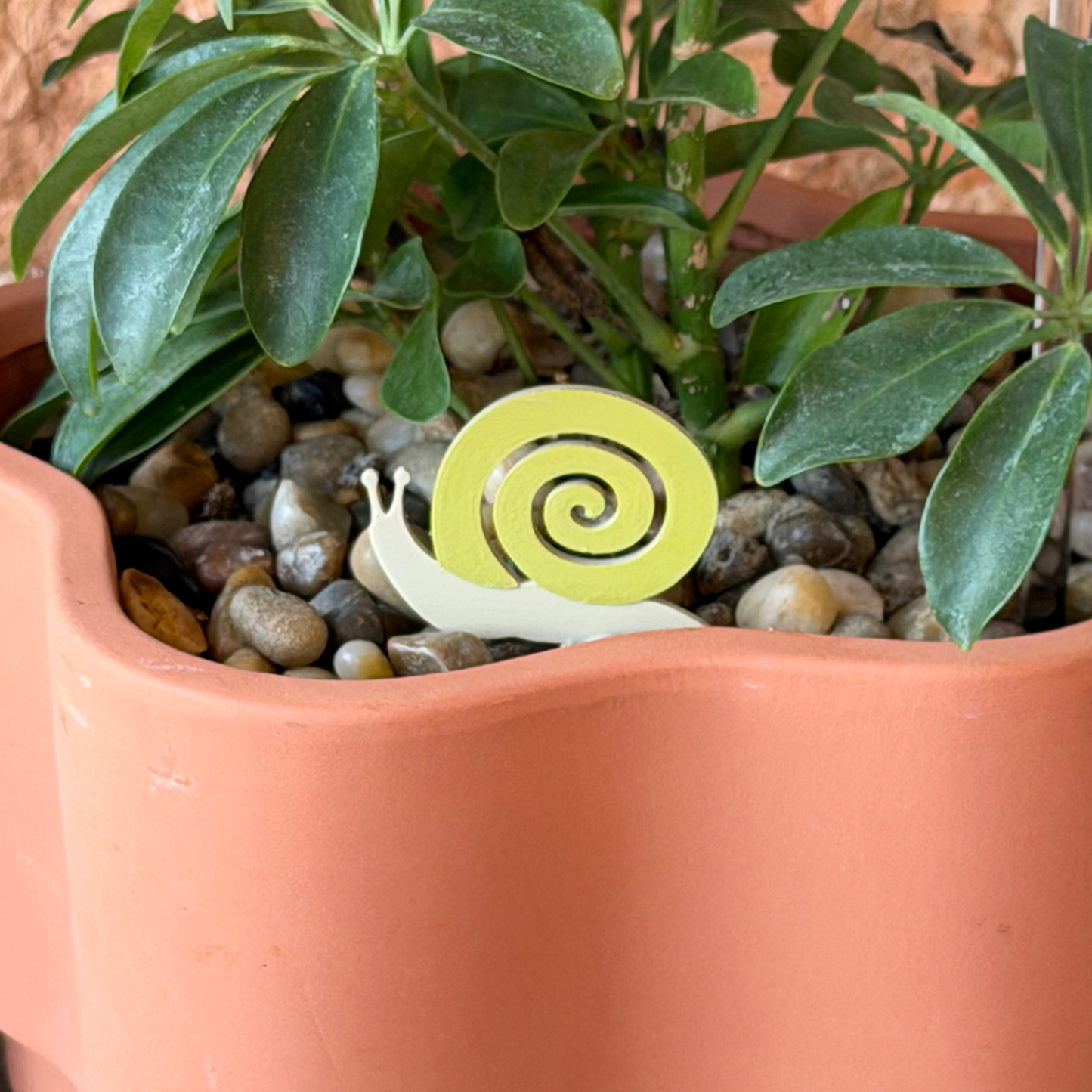 Snail Plick