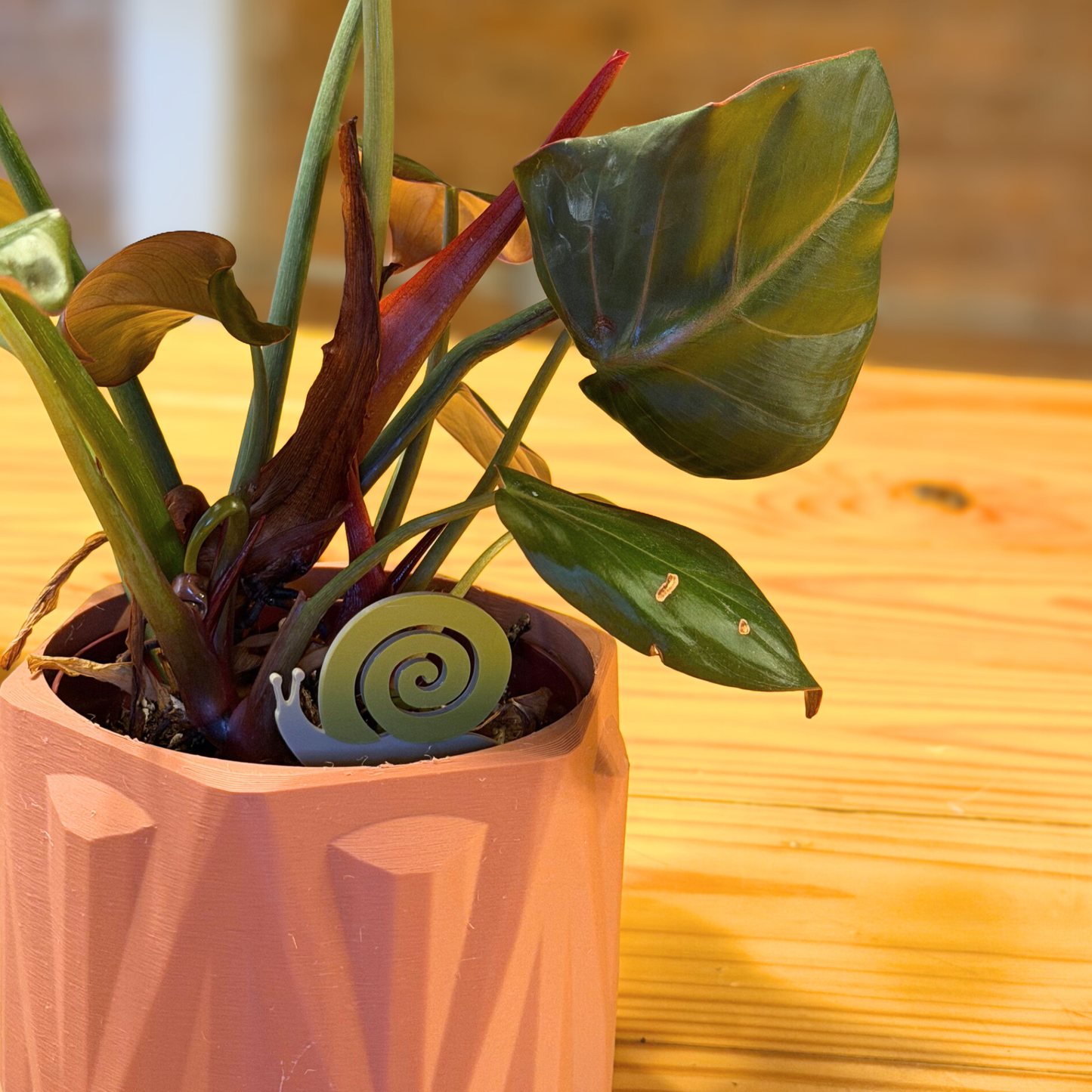 Snail Plick (5pack)