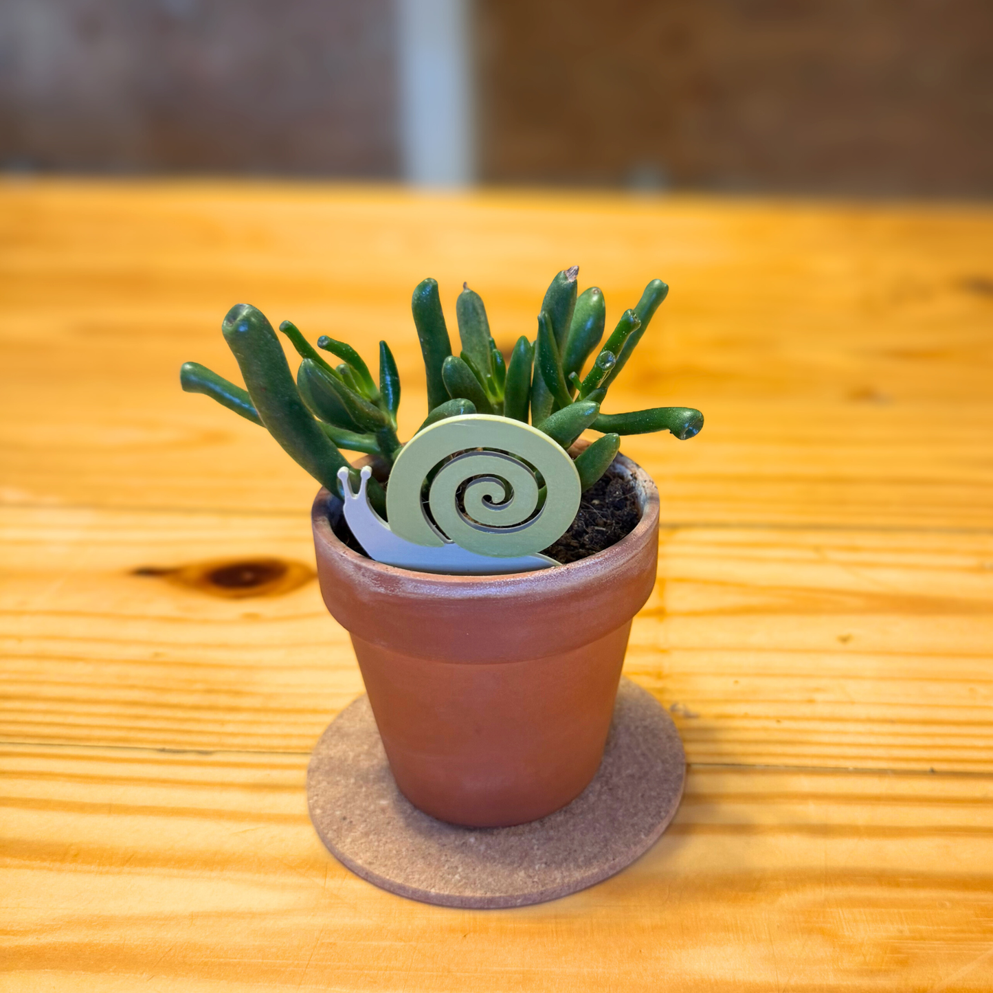 Snail Plick (5pack)