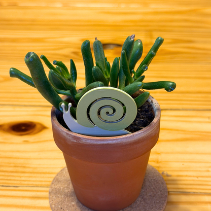Snail Plick (5pack)