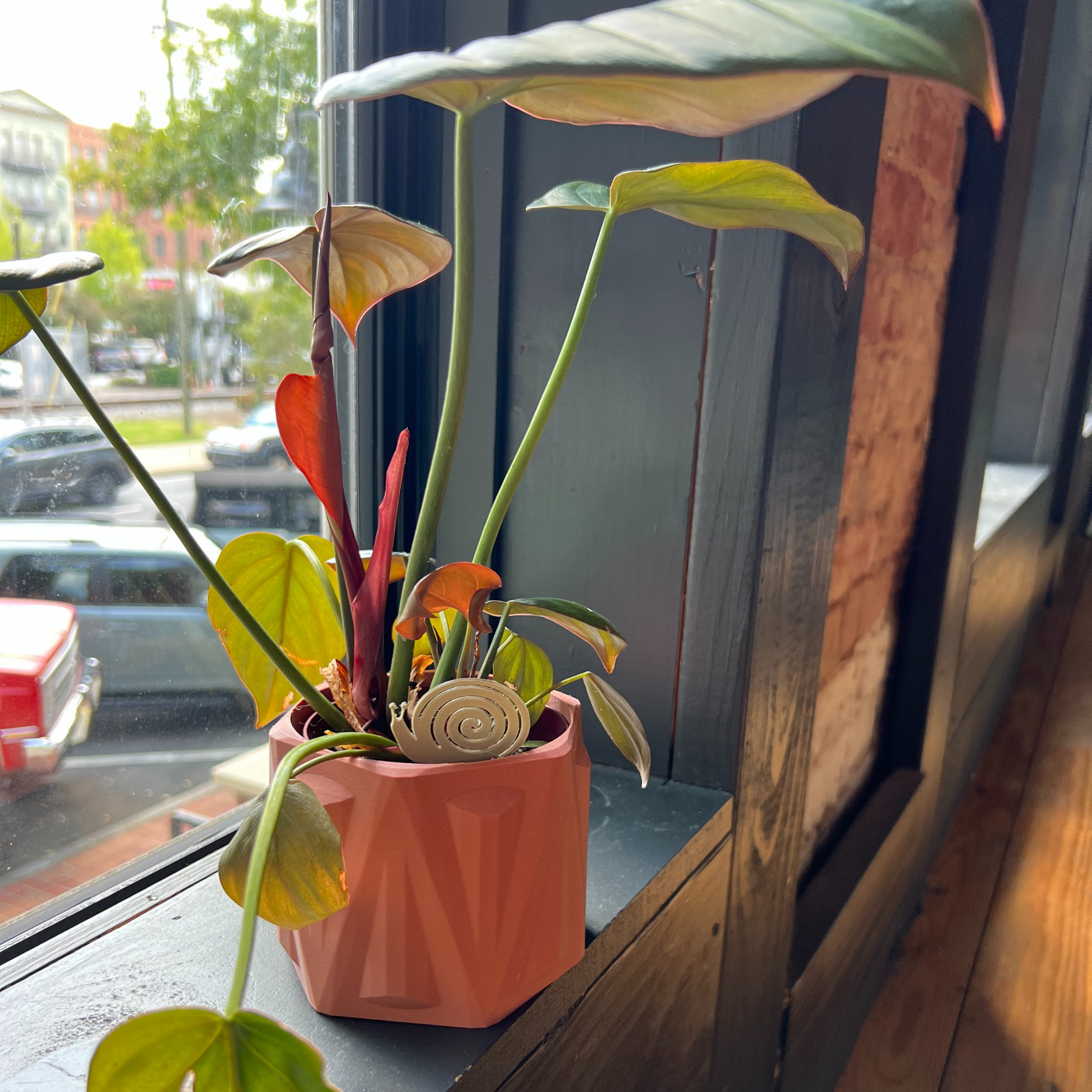Small potted plant with a snail Plick 