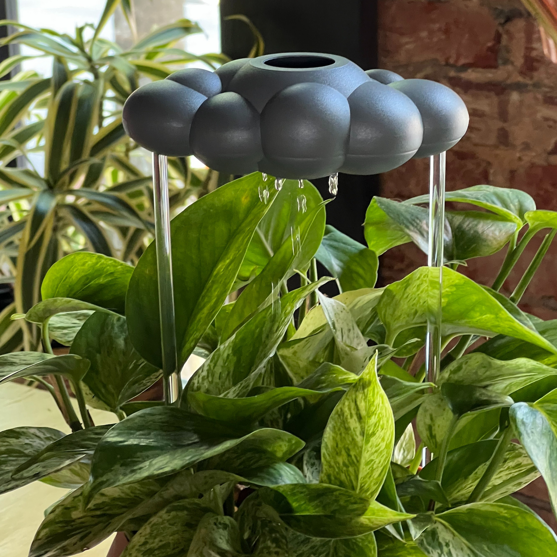 Stormy dripping rain cloud watering device on a plant with a blurred background