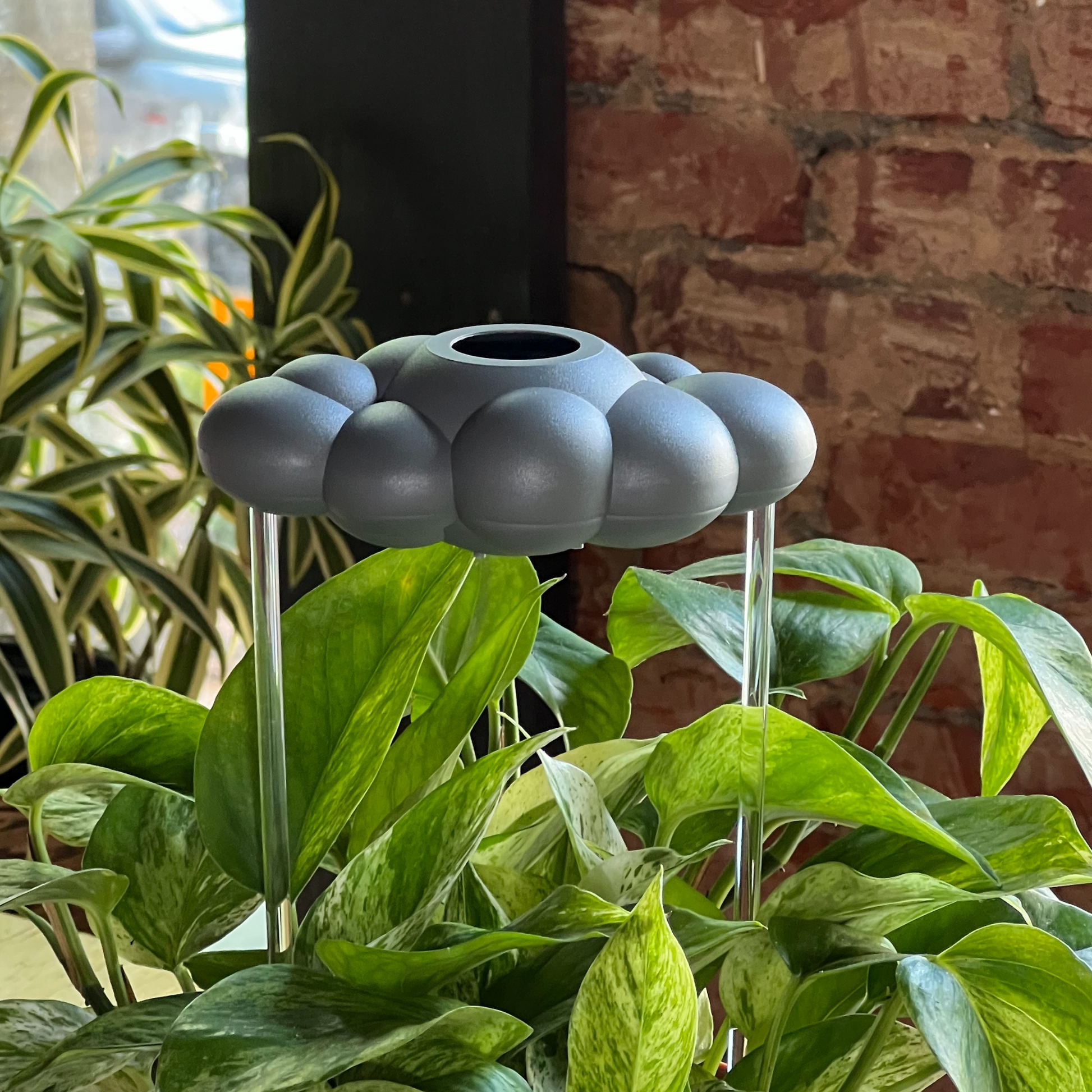 Stormy Dripping Rain Cloud in a potted plant against a brick wall.