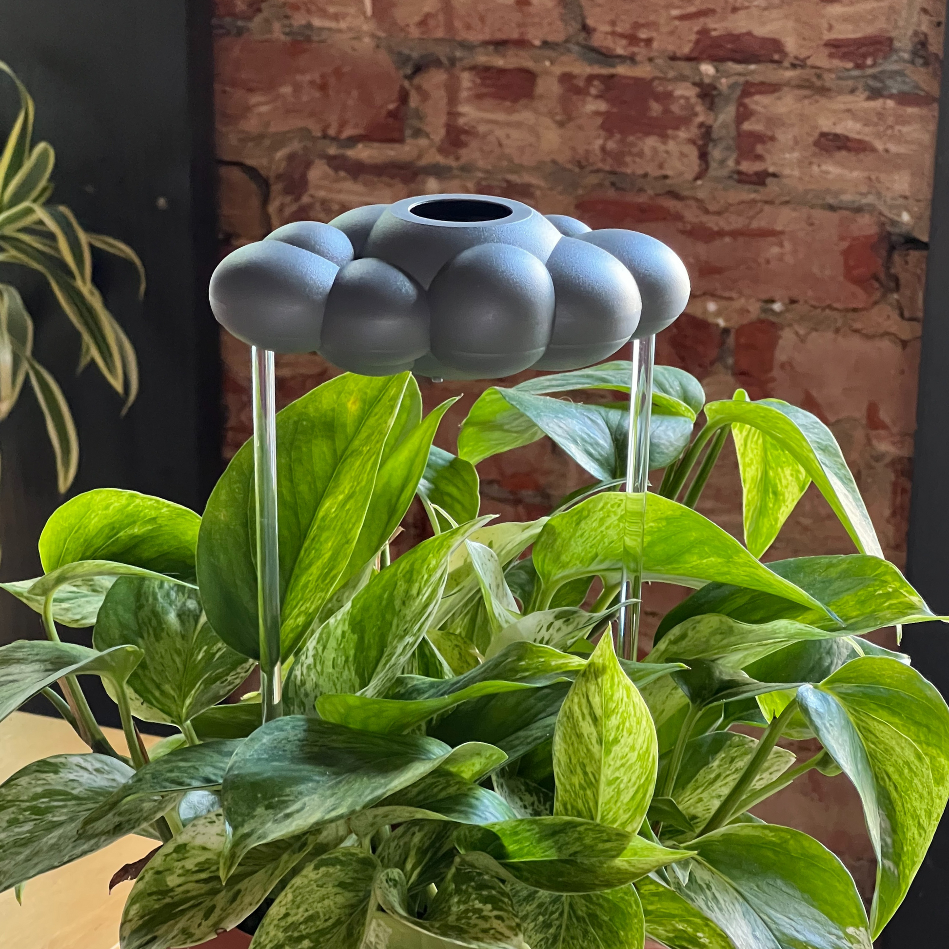 Decorative plant waterer with a unique cloud shaped design on top of a green plant against a brick wall.