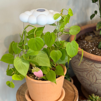 Potted plant with strawberry plick 